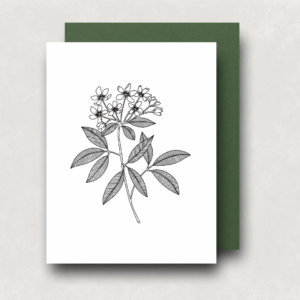 Notecard - Mexican Orange Blossom